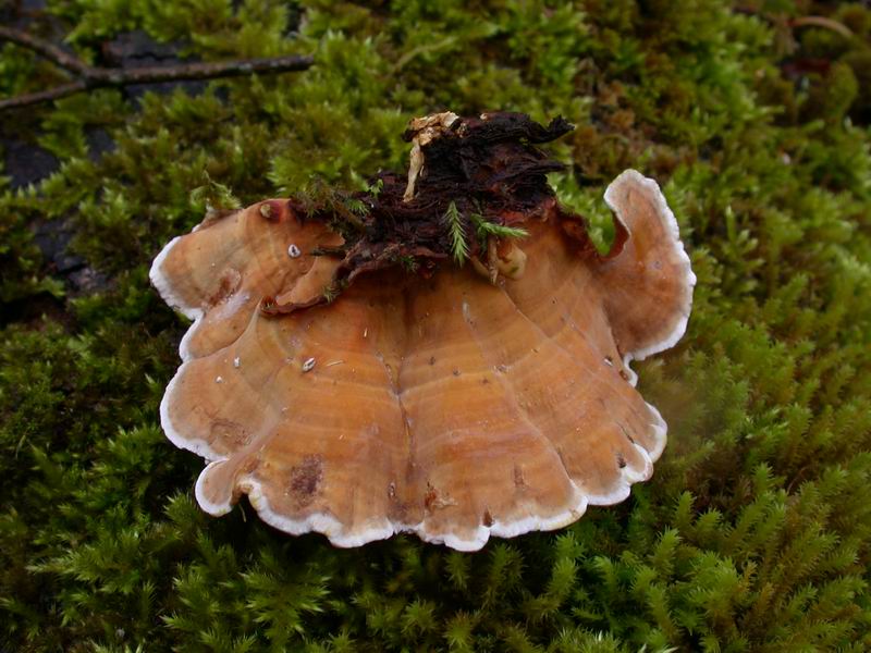 Stereum sp.
